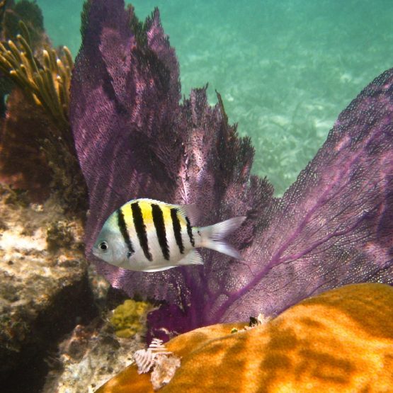 Tubbataha Reefs Natural Park