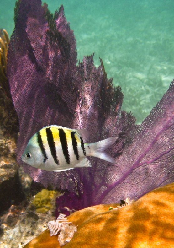 Tubbataha Reefs Natural Park